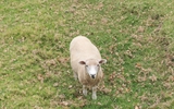 Nz11