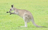 Nz6